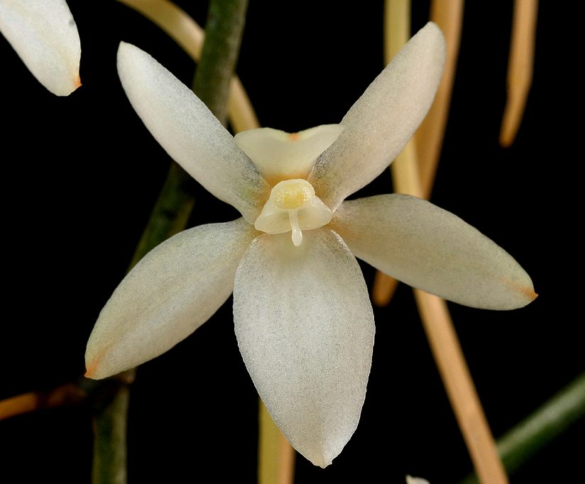 substrat pour les orchidées 4 litre - Orchidées de Großräschen